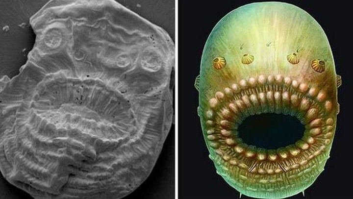 Nuestro ancestro más antiguo es una criatura marina con forma de bolsa y sin ano